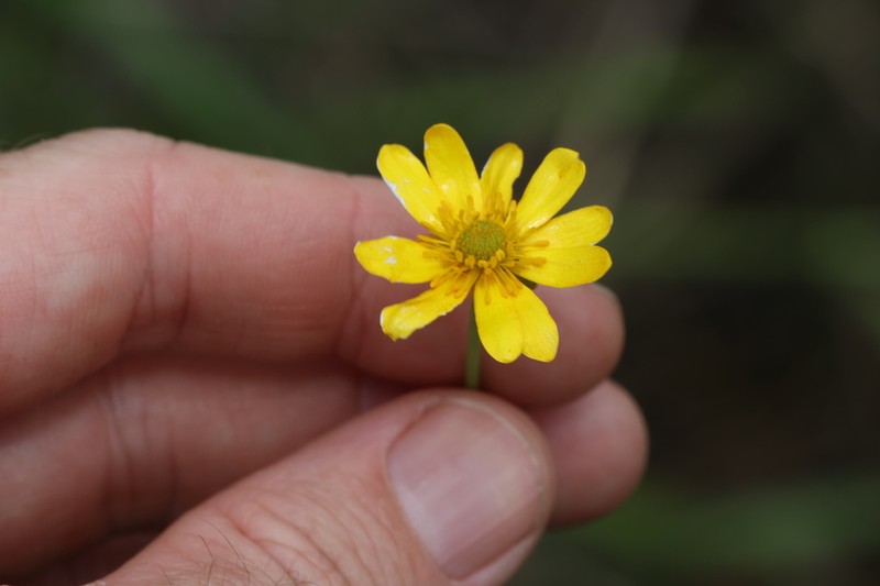 Ranunculus meristus photo 7