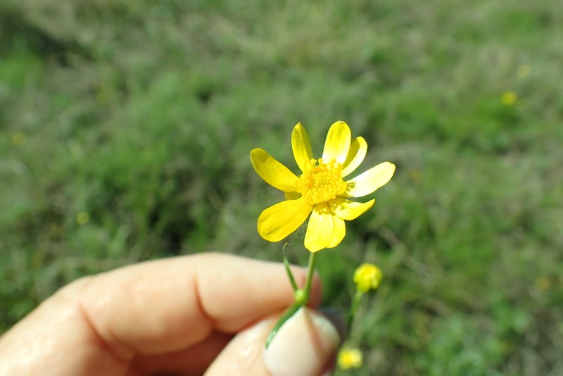 Ranunculus meristus photo 8