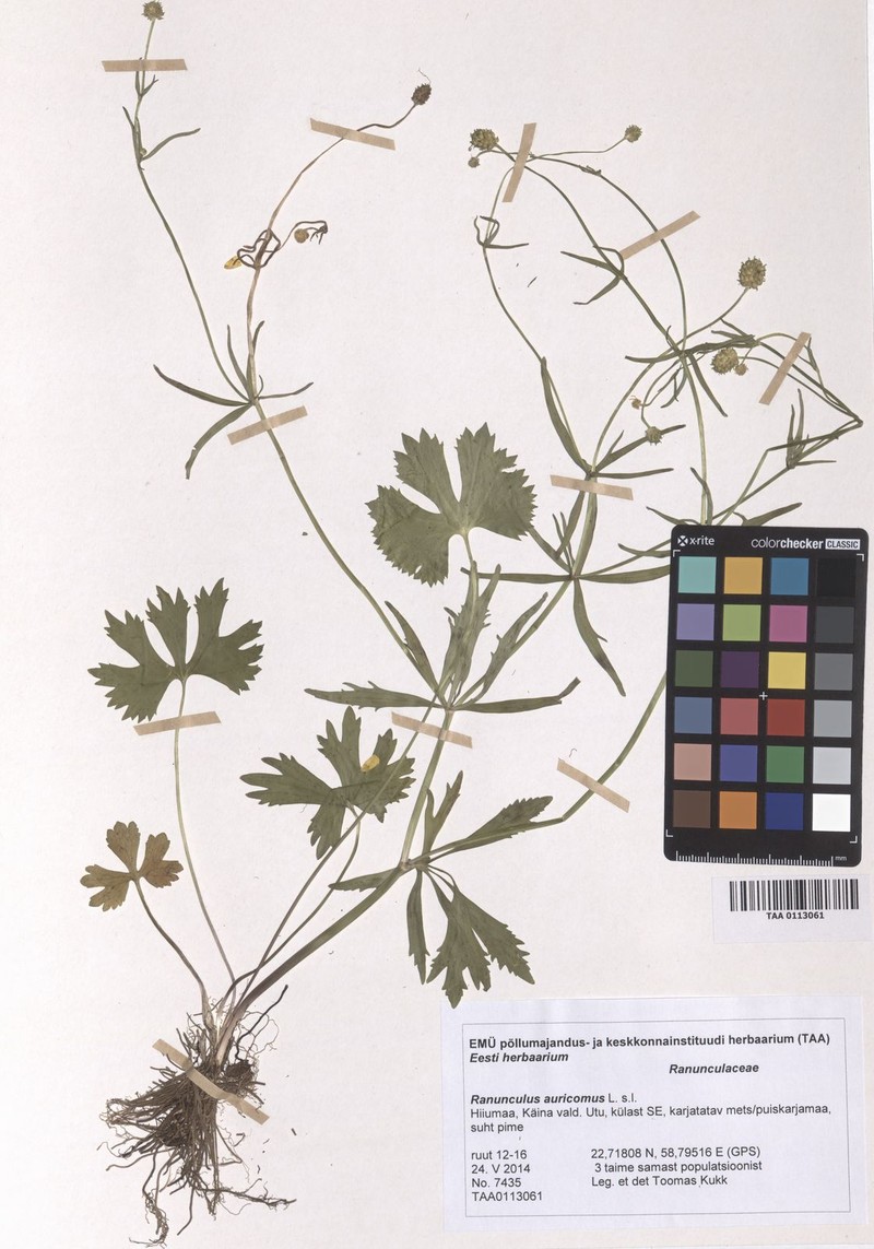 Ranunculus mesidius