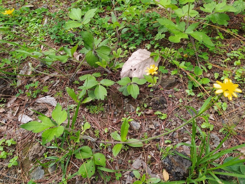 Ranunculus mexiae