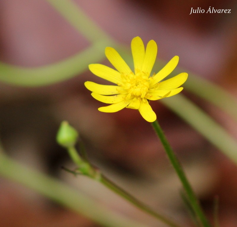 Ranunculus mexiae photo 2