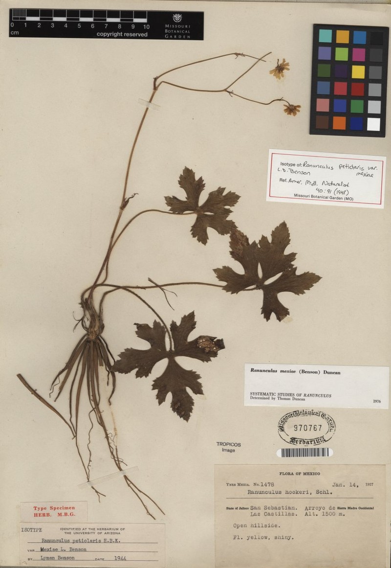 Ranunculus mexiae photo 4