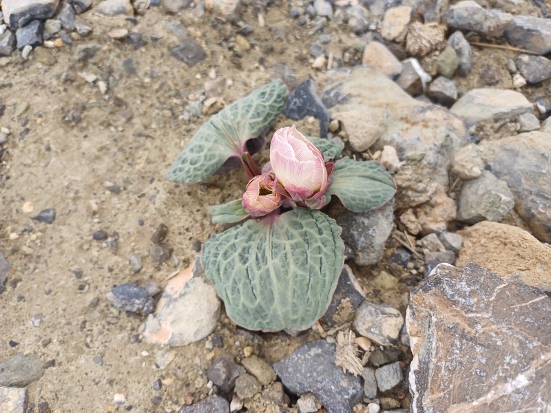 Ranunculus mgounicus photo 2