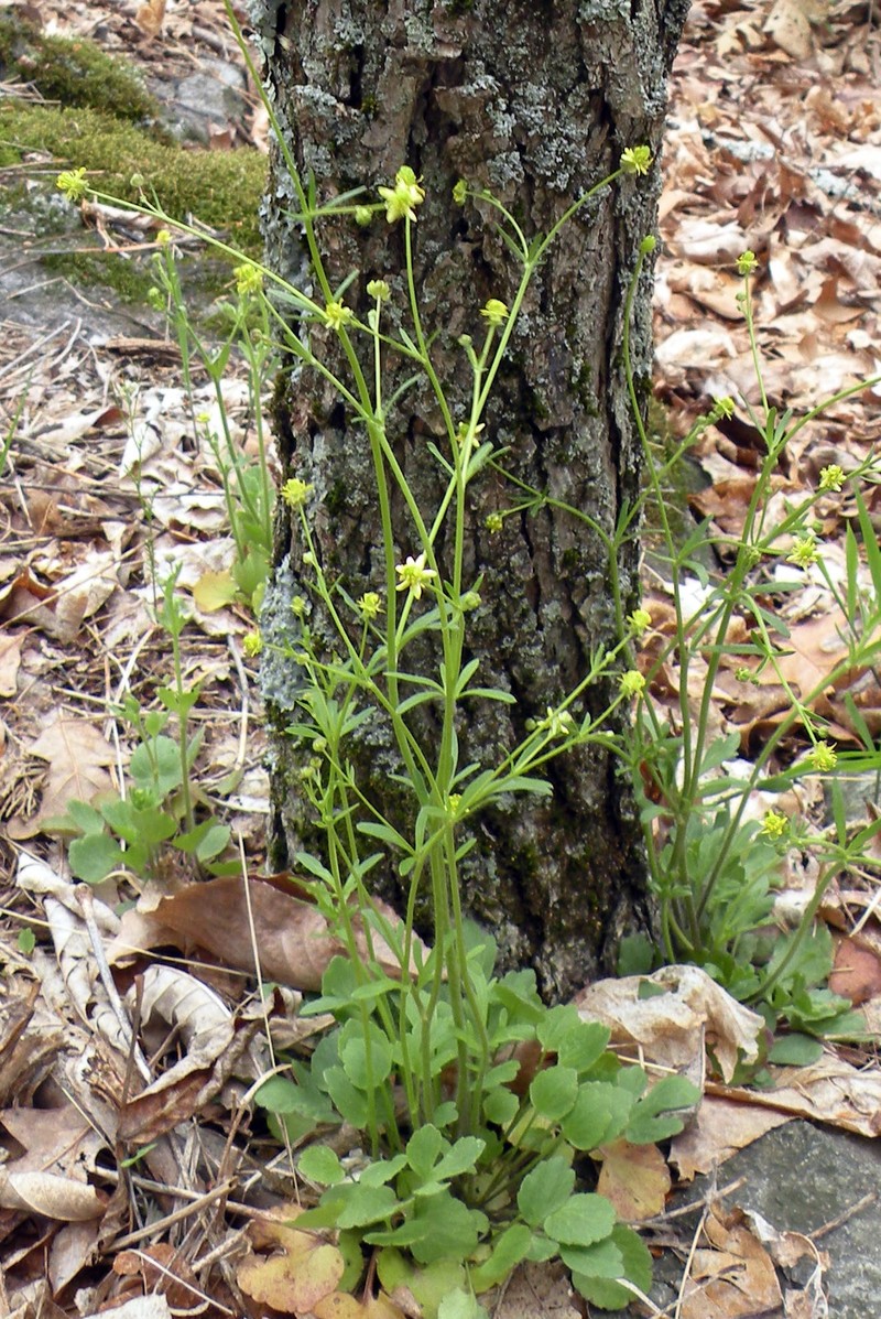 Rock Buttercup photo 3