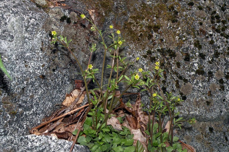 Rock Buttercup photo 4