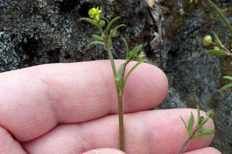 Rock Buttercup photo 5