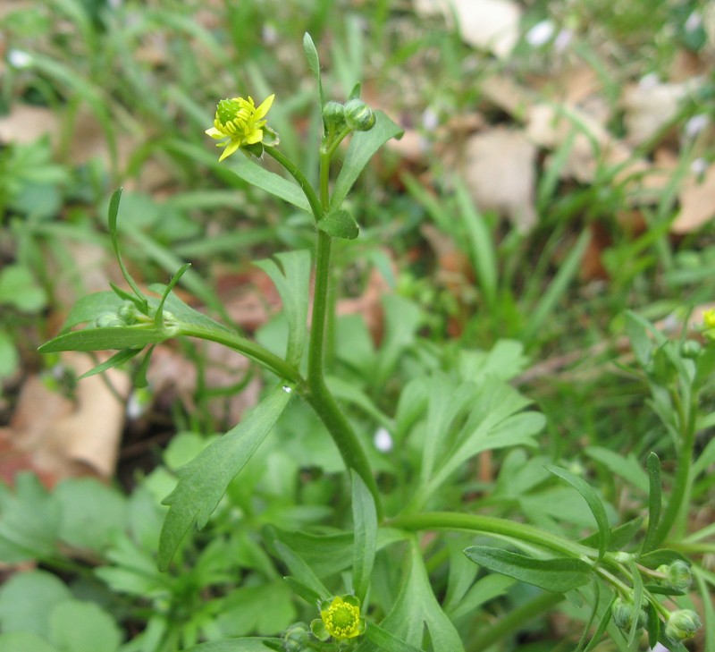 Rock Buttercup
