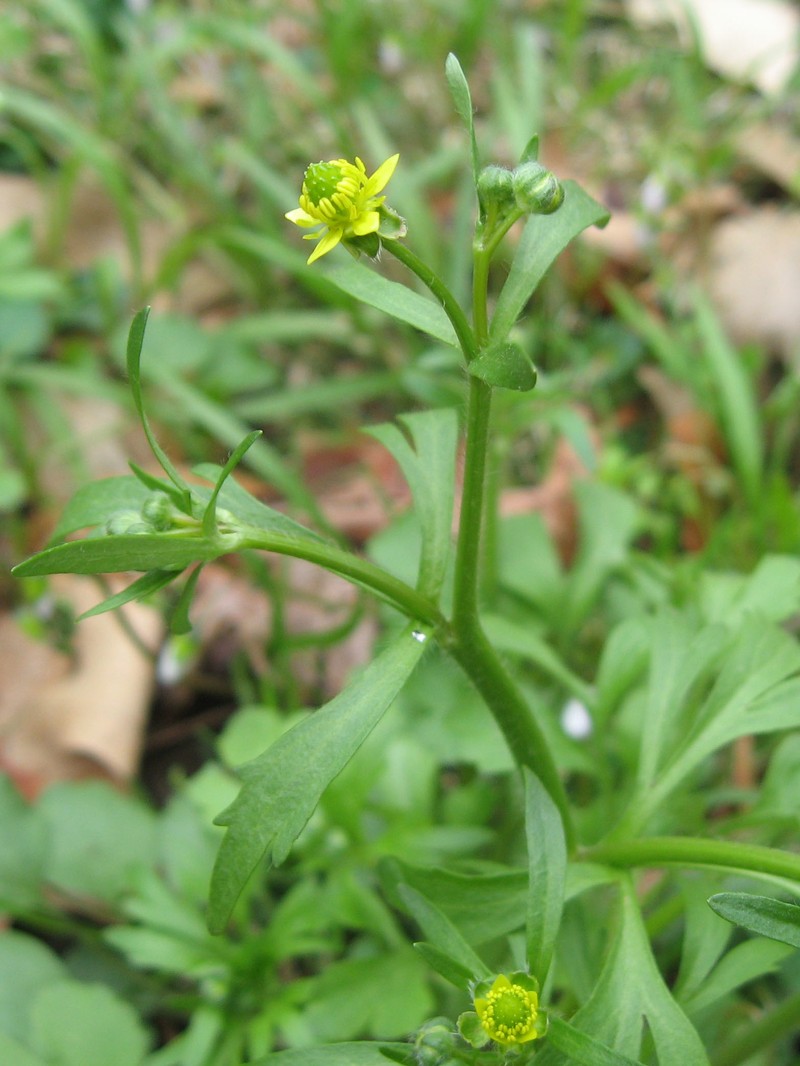 Rock Buttercup photo 2