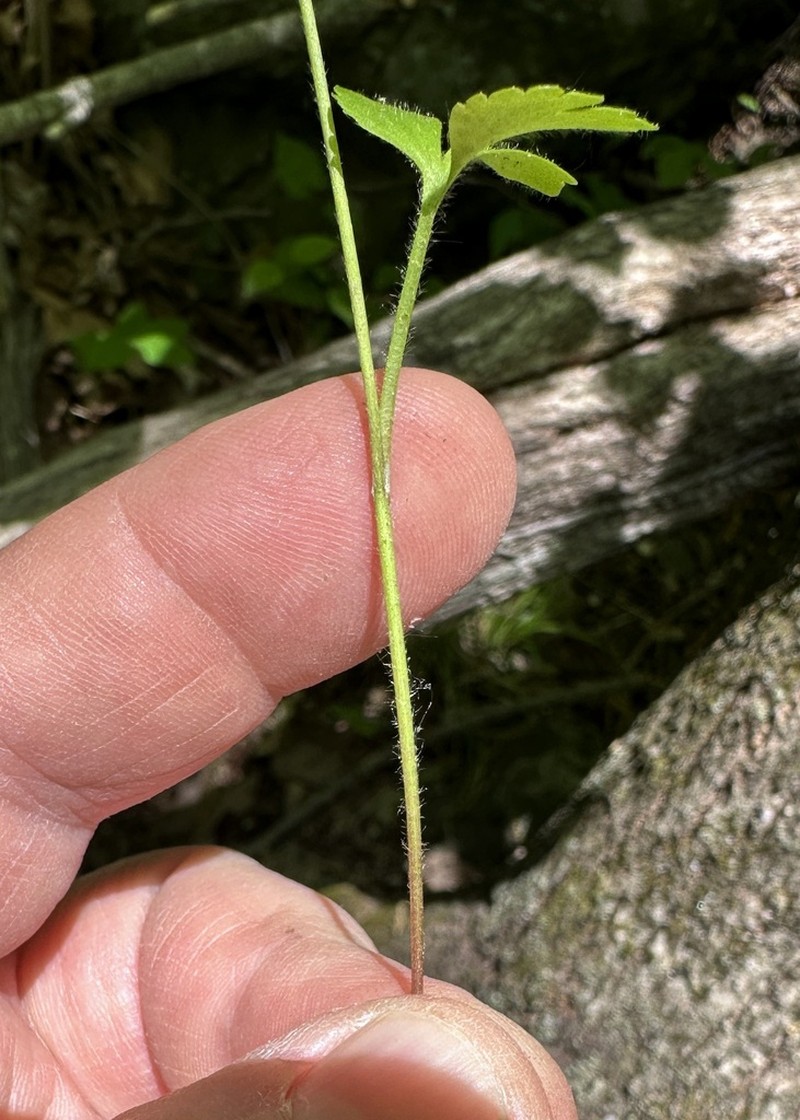 Rock Buttercup photo 3