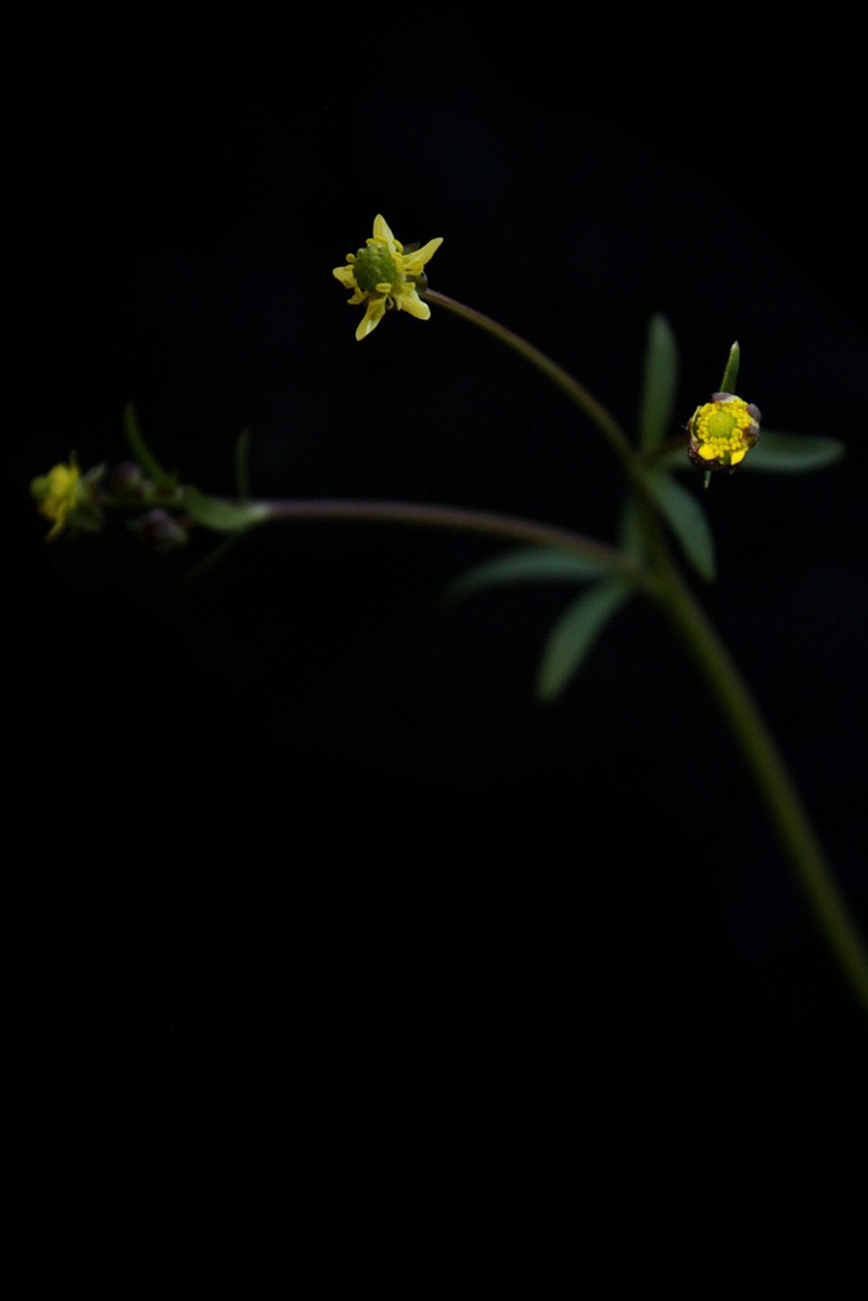 Rock Buttercup photo 4