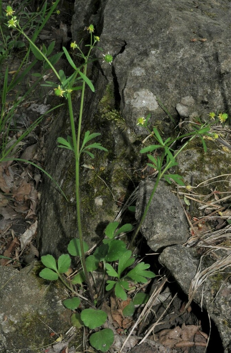 Rock Buttercup photo 5