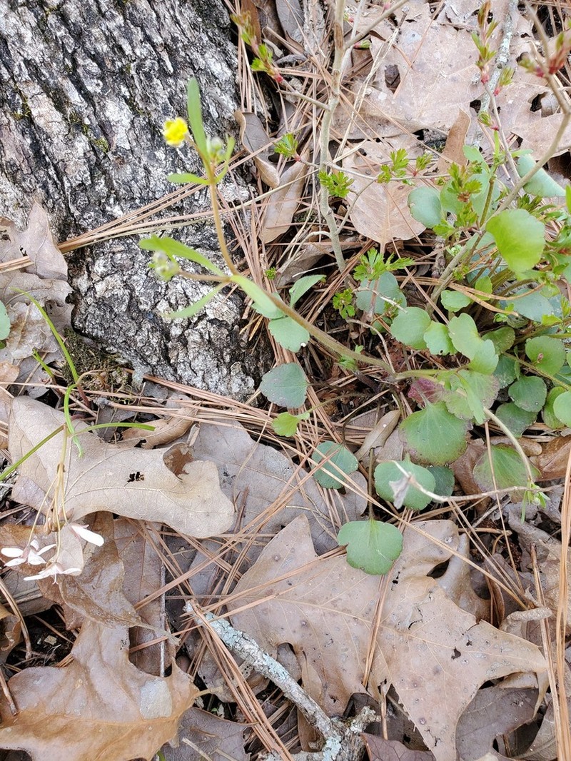 Rock Buttercup photo 8