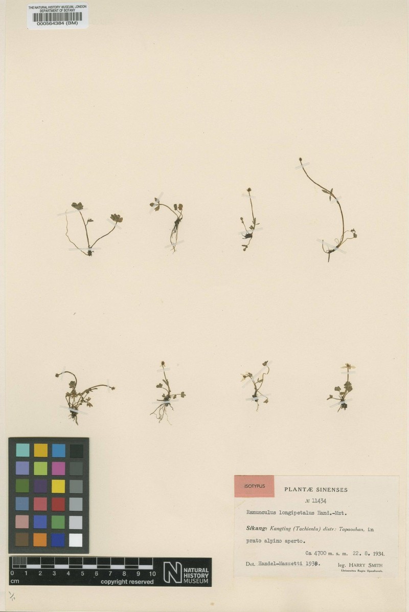 Ranunculus micronivalis