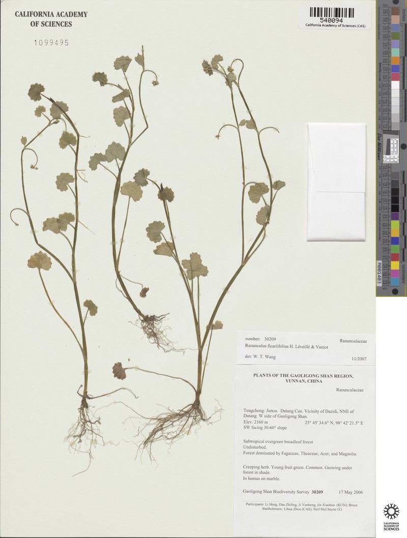Ranunculus microphyllus