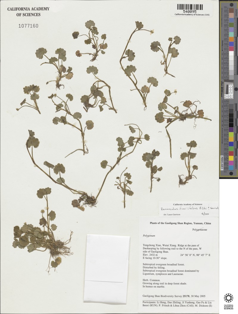 Ranunculus microphyllus photo 2