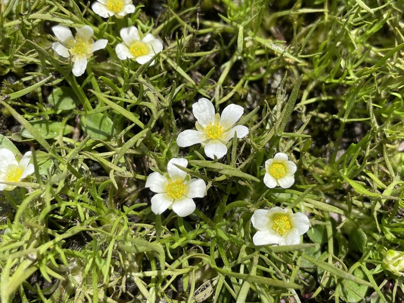 Ranunculus millanii photo 2