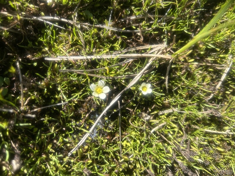 Ranunculus millanii photo 3