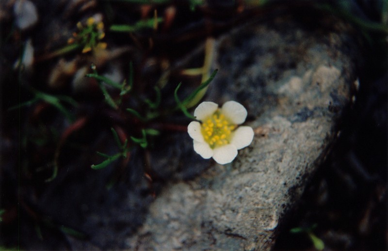 Ranunculus millanii photo 4