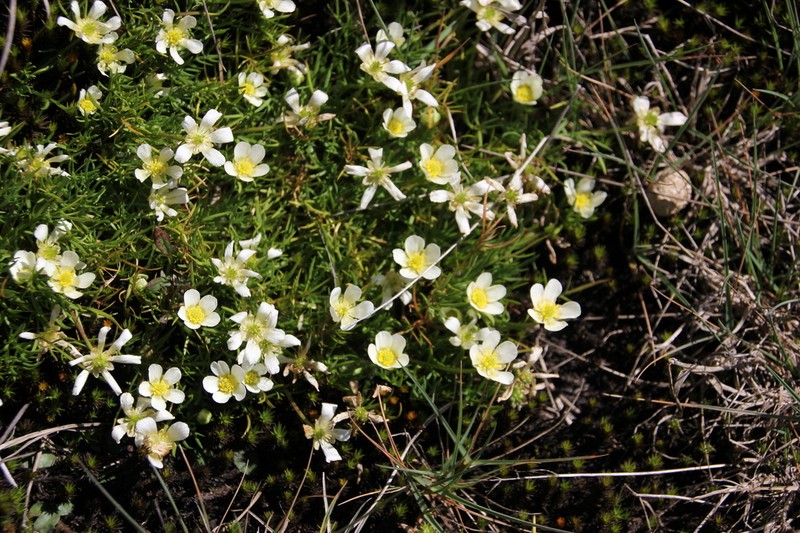 Ranunculus millanii photo 5