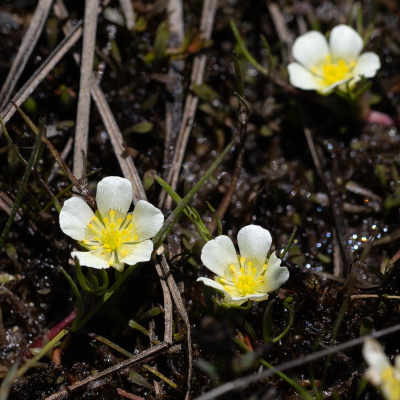 Ranunculus millanii photo 7