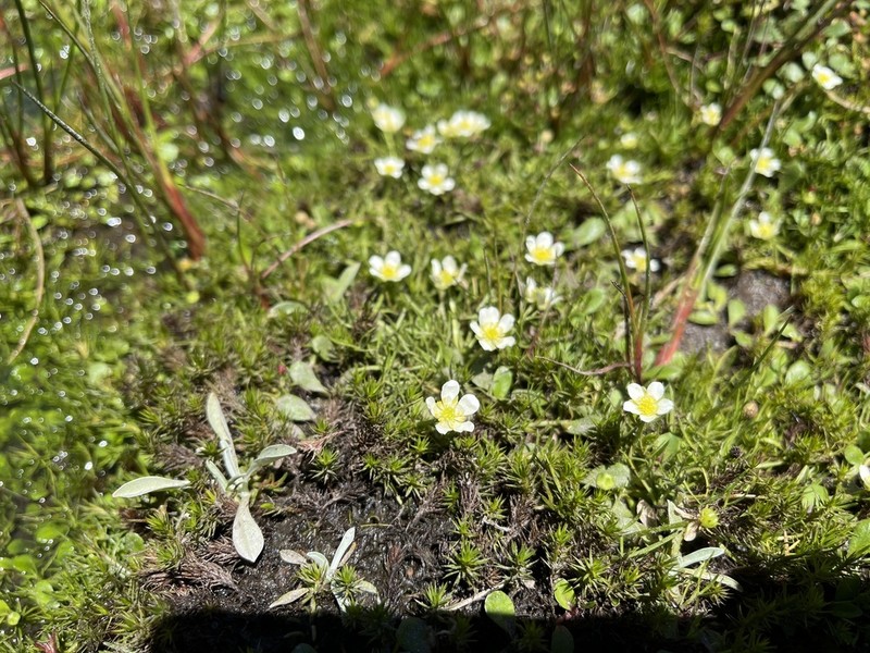 Ranunculus millanii photo 8