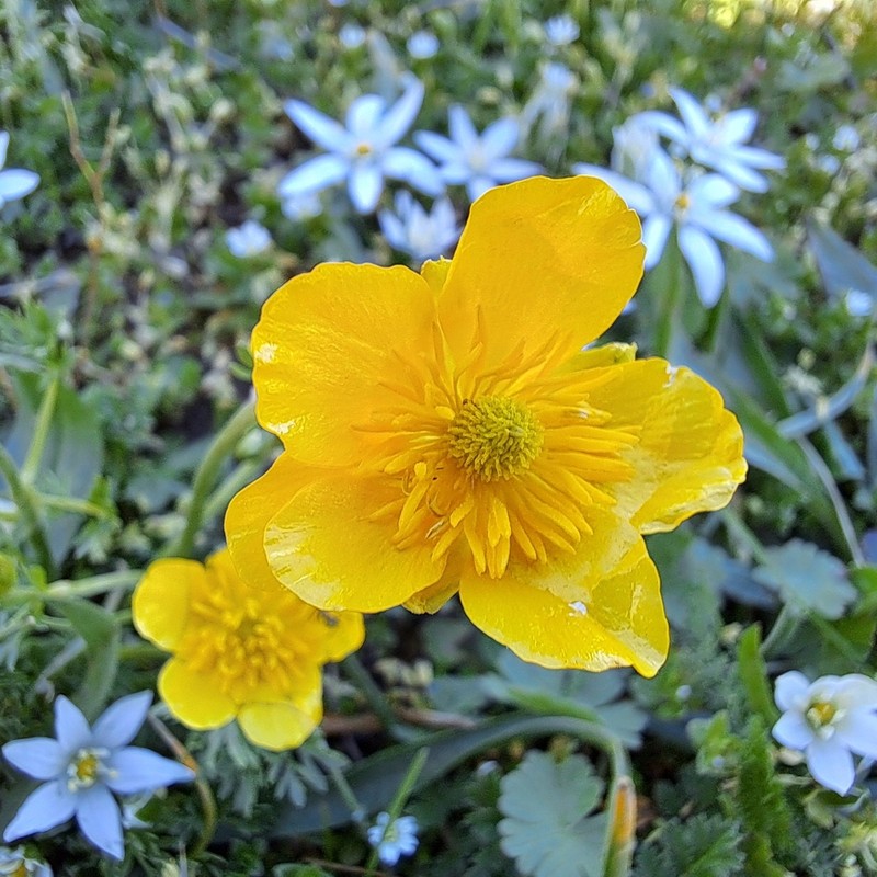 Ranunculus millefoliatus