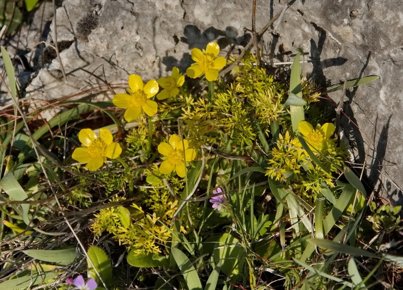 Ranunculus millefoliatus photo 2