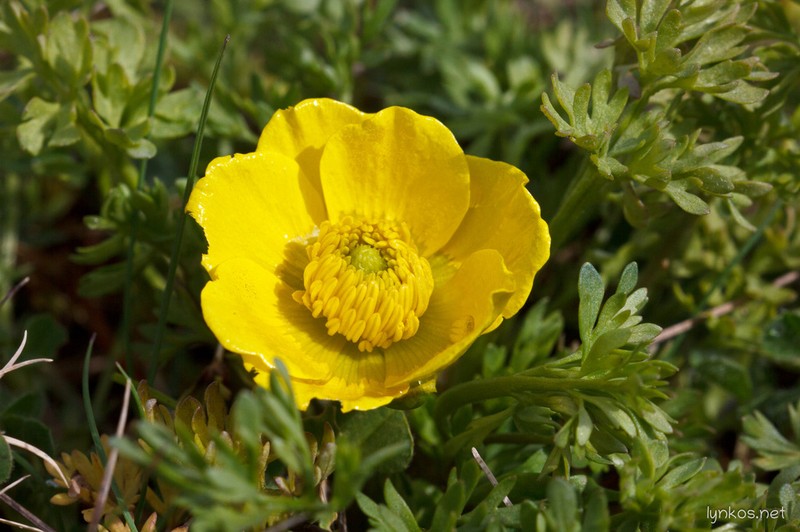 Ranunculus millefoliatus photo 3