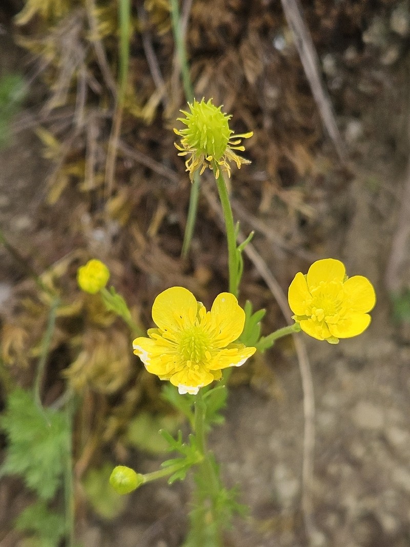 Ranunculus millefoliatus photo 4