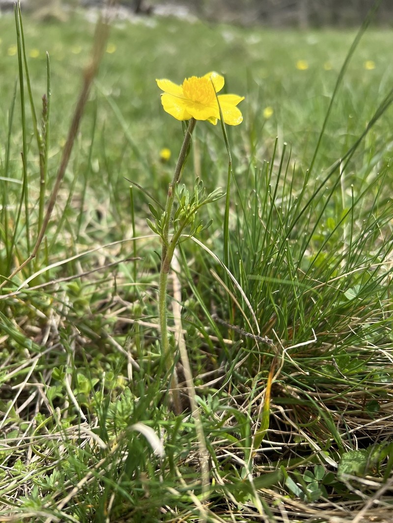 Ranunculus millefoliatus photo 5