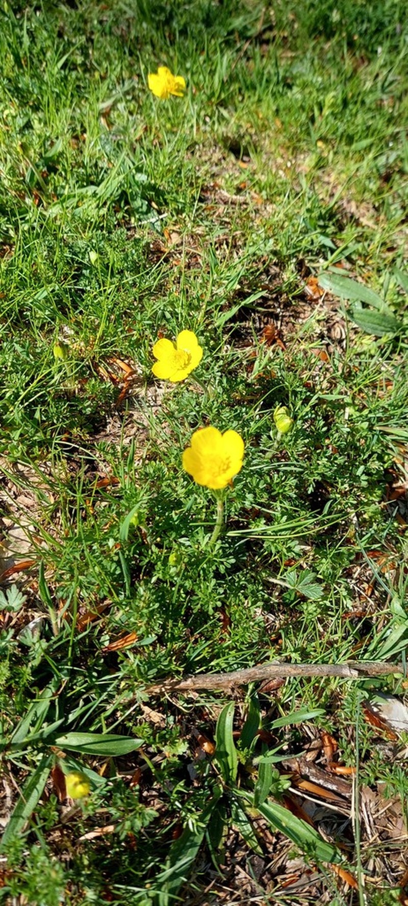 Ranunculus millefoliatus photo 6