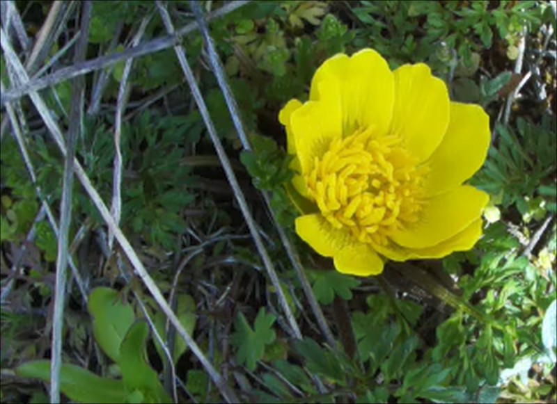 Ranunculus millefoliatus photo 7