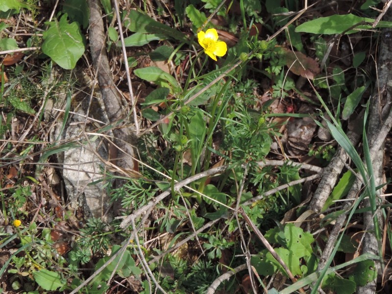 Ranunculus millefoliatus photo 8