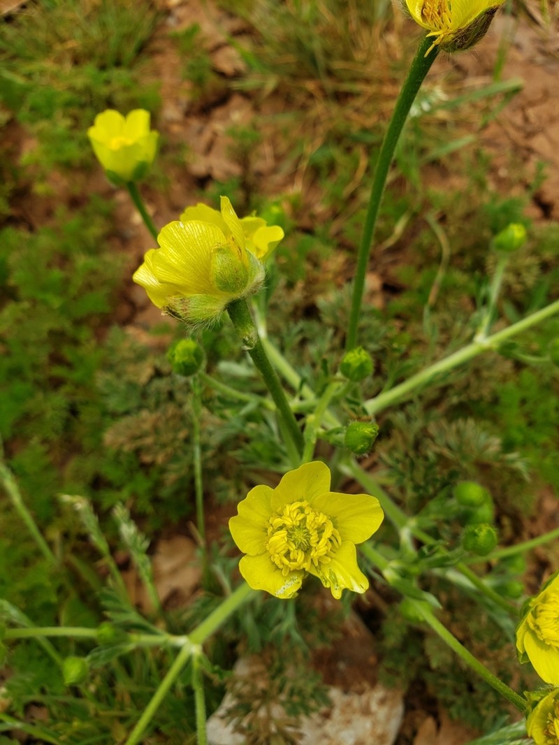 Ranunculus millefolius