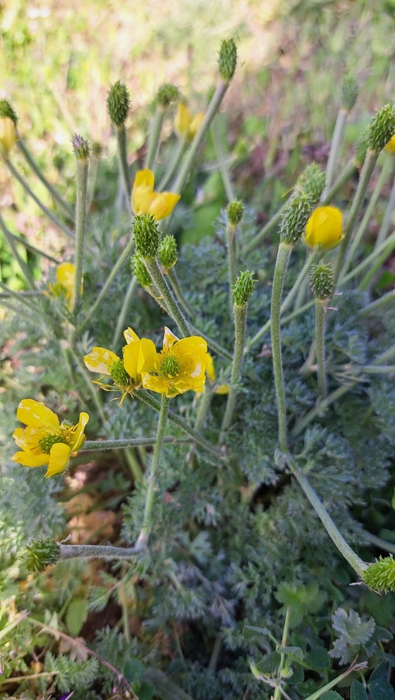 Ranunculus millefolius photo 2