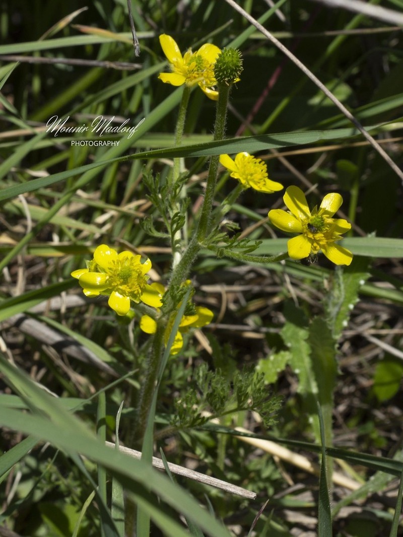 Ranunculus millefolius photo 3