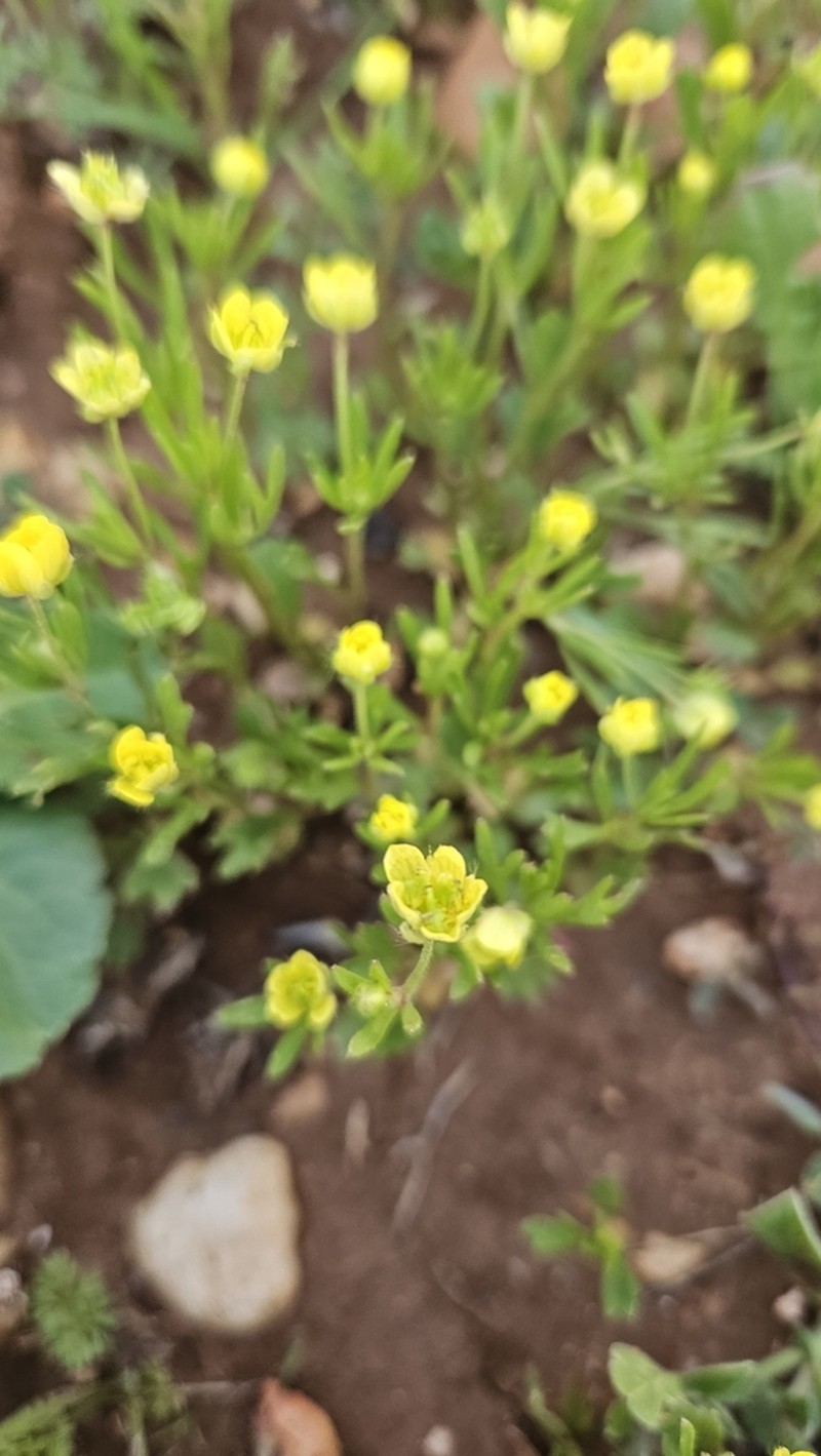 Ranunculus millefolius photo 4