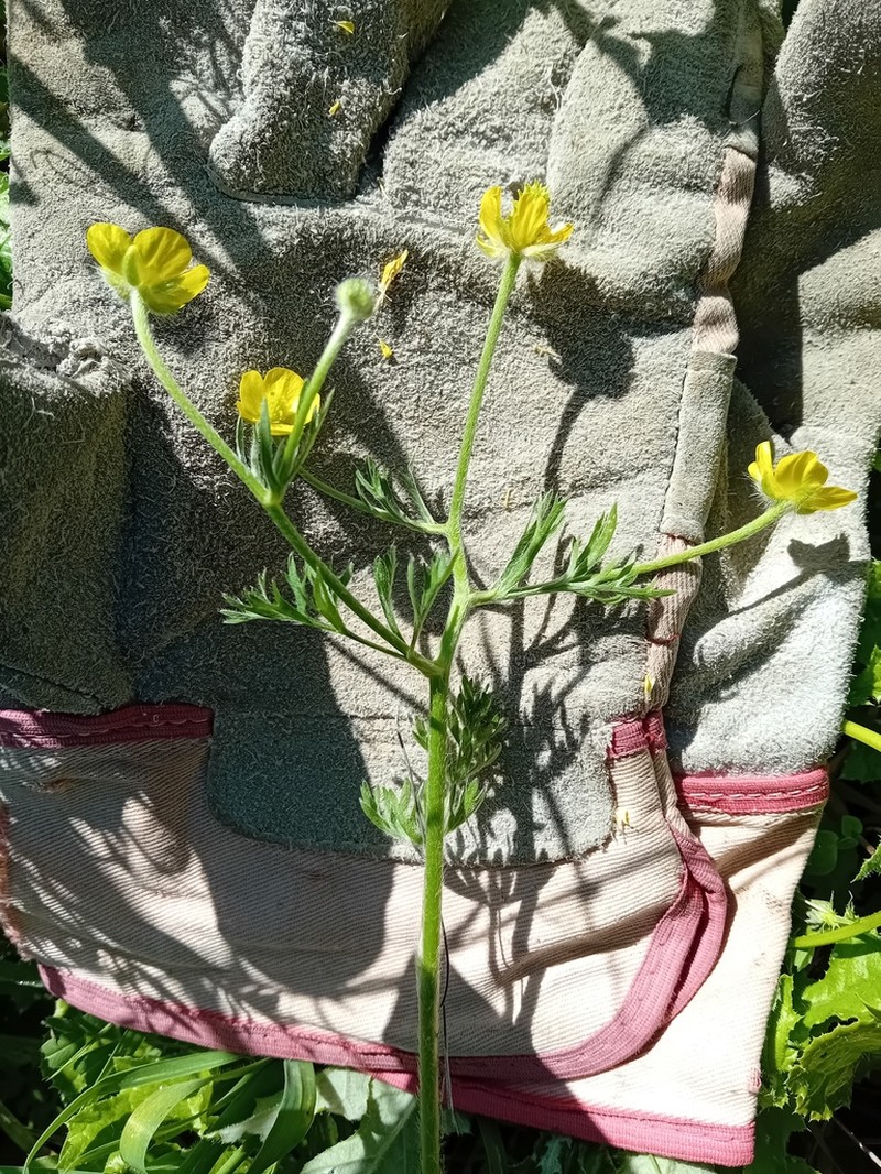 Ranunculus millefolius photo 5