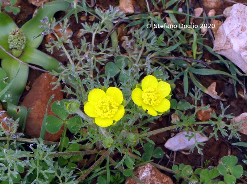 Ranunculus millefolius photo 6