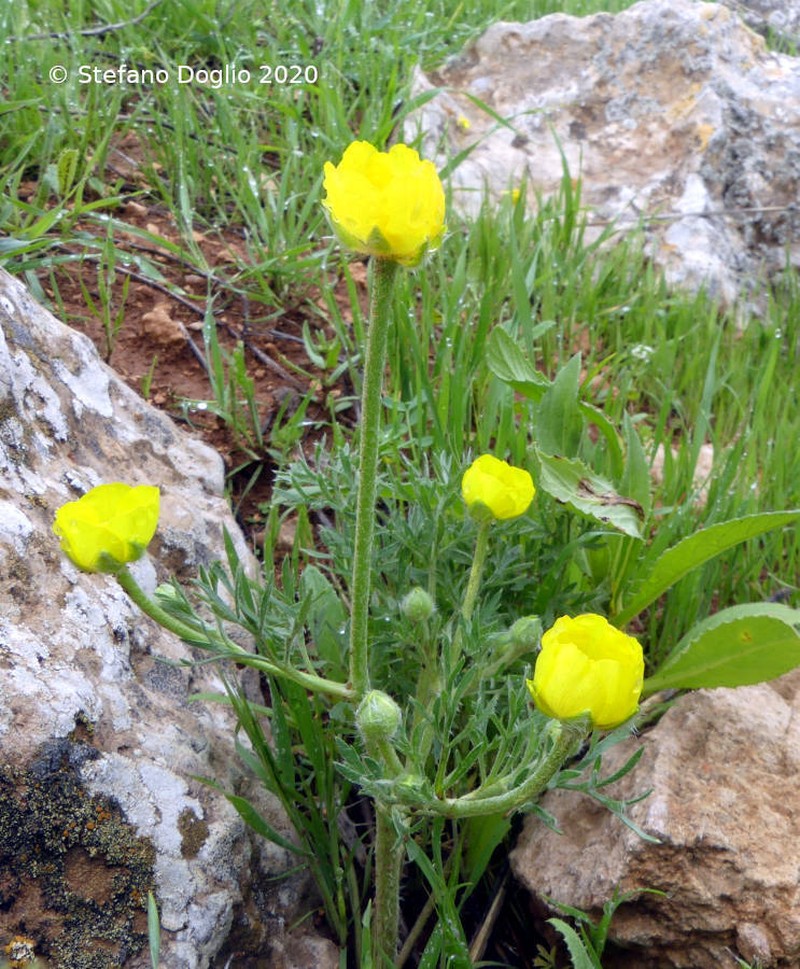Ranunculus millefolius photo 7