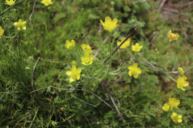 Ranunculus millefolius photo 8