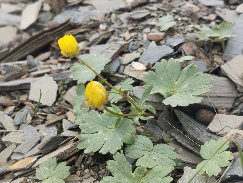 Ranunculus mindshelkensis