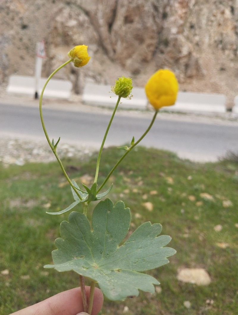 Ranunculus mindshelkensis photo 2