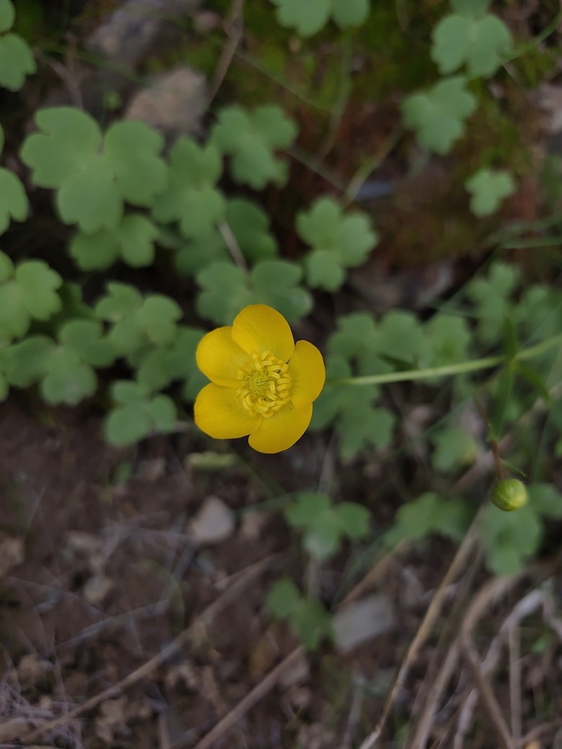 Ranunculus mindshelkensis photo 3