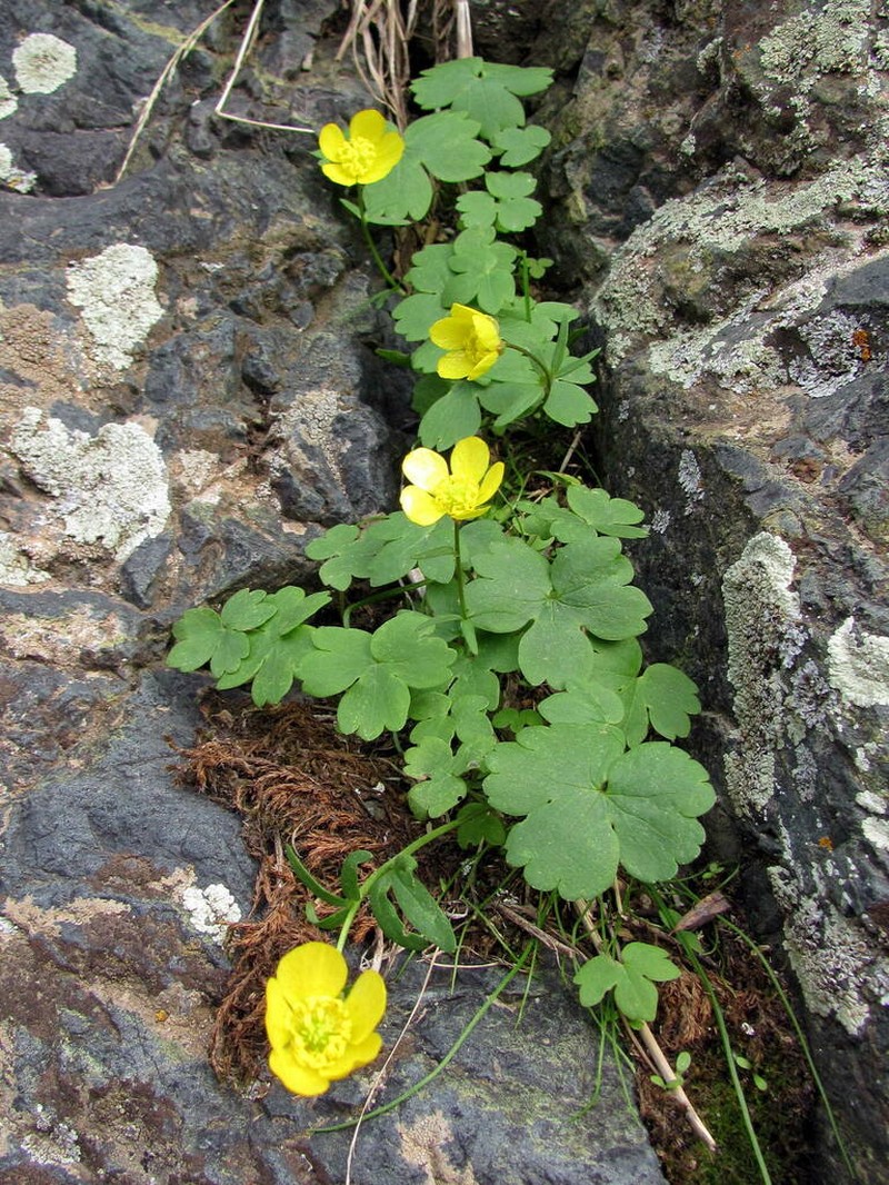 Ranunculus mindshelkensis photo 4