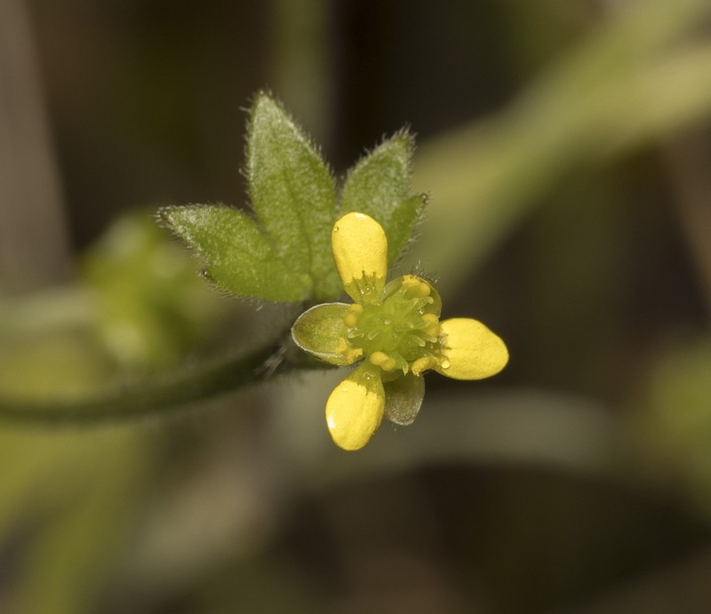 Ranunculus minutiflorus