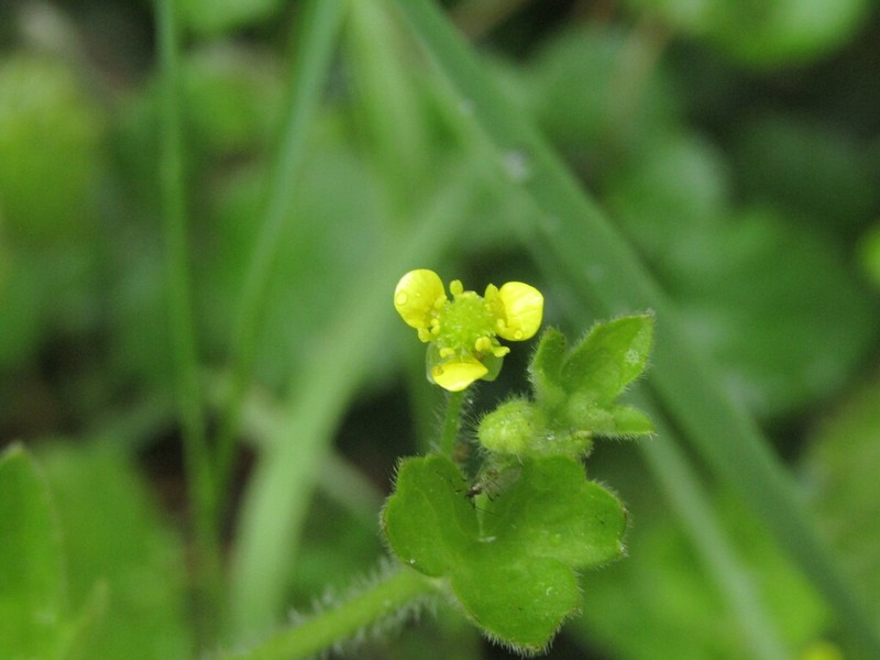 Ranunculus minutiflorus photo 2
