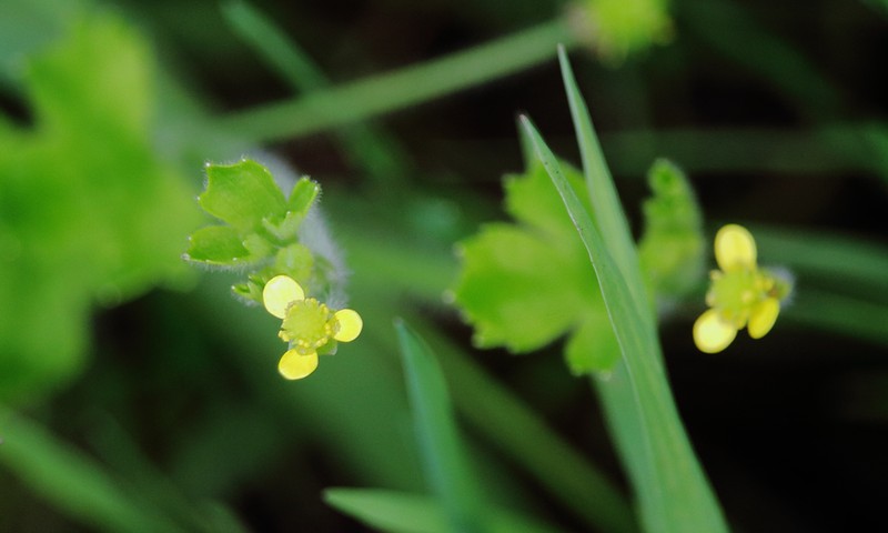 Ranunculus minutiflorus photo 3