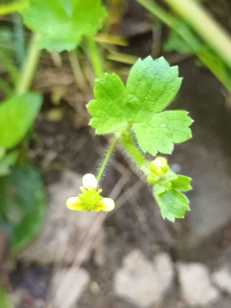 Ranunculus minutiflorus photo 4