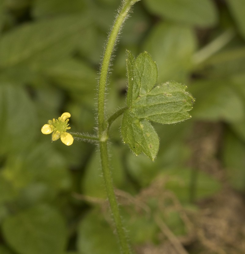 Ranunculus minutiflorus photo 5